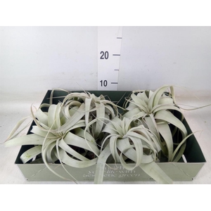 Tillandsia xerographica