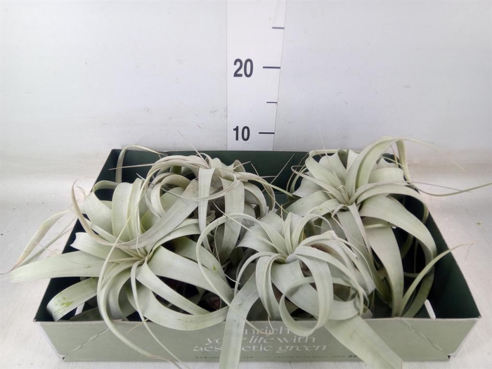<h4>Tillandsia xerographica</h4>