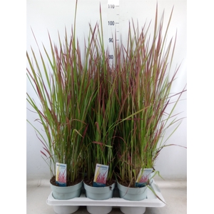 Imperata cylindrica 'Red Baron'