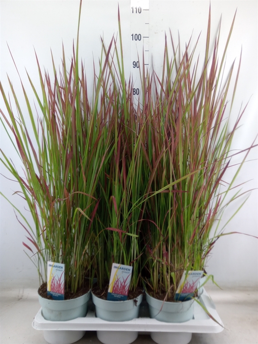 <h4>Imperata cylindrica 'Red Baron'</h4>