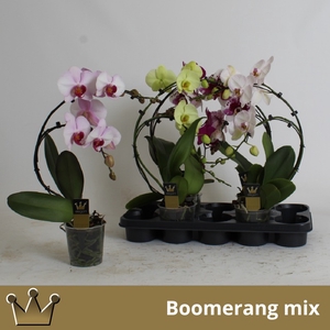 Phalaenopsis Elegans Cascade 12Ø 50cm 2st 16fl