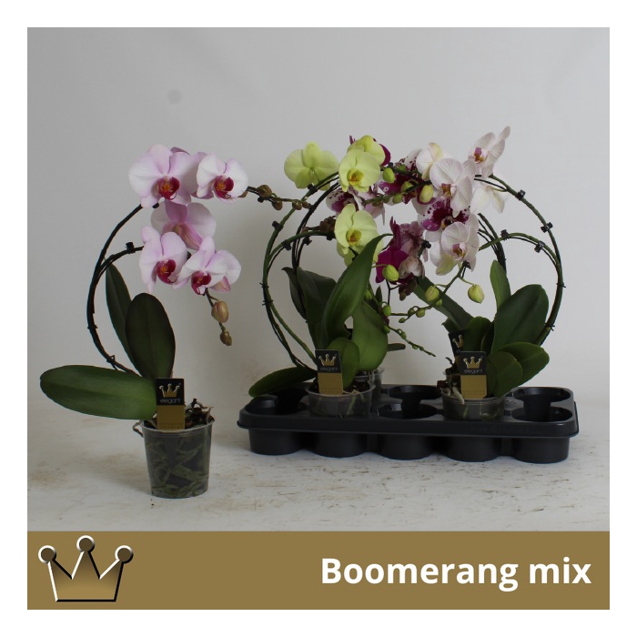 <h4>Phalaenopsis Elegans Cascade 12Ø 50cm 2st 16fl</h4>