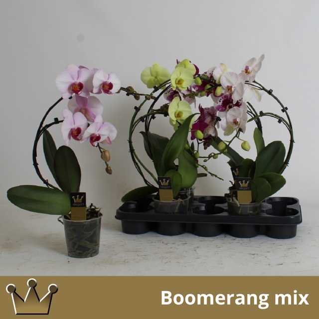 Phalaenopsis Elegans Cascade 12Ø 45cm 2st 16fl