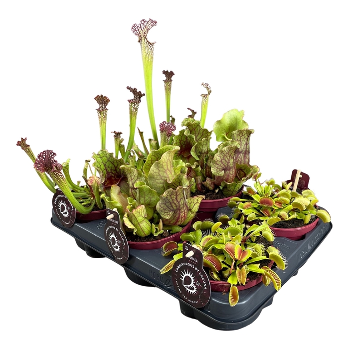 <h4>Vleesetende Planten Gemengd</h4>