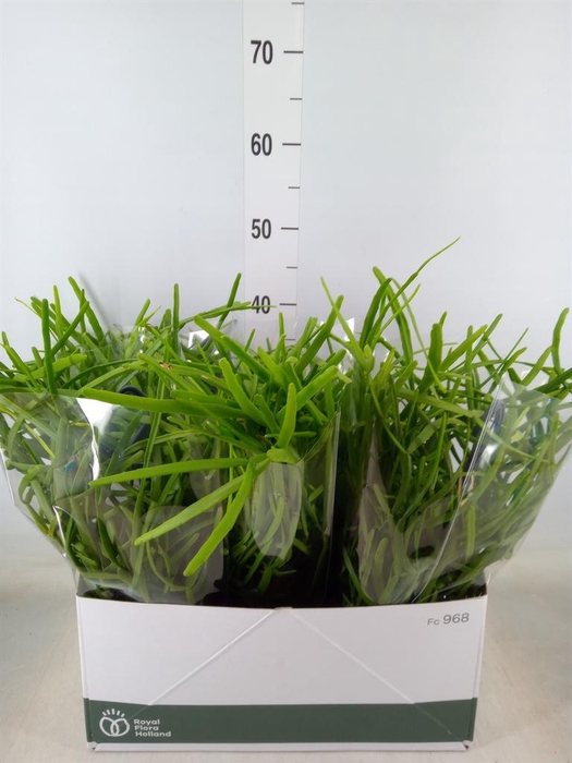 <h4>Rhipsalis   ...</h4>