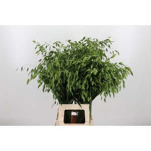 Chasm Latifol Mantis