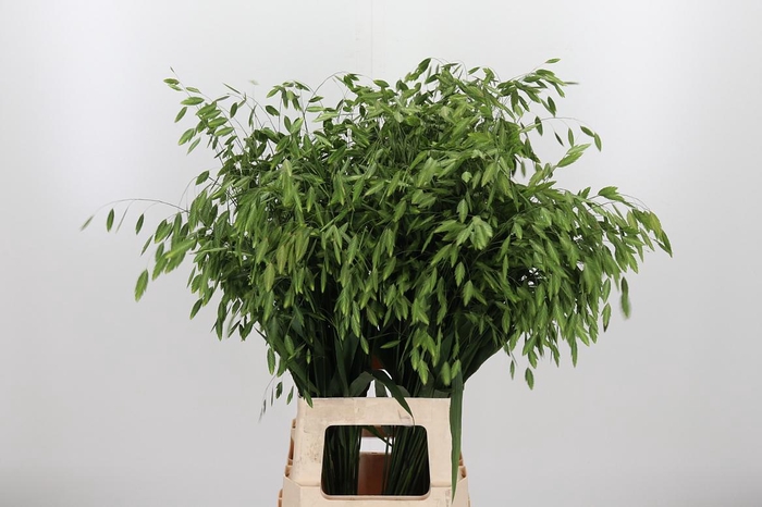 <h4>Chasm Latifol Mantis</h4>