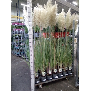 Cortaderia sell. 'Pumila'