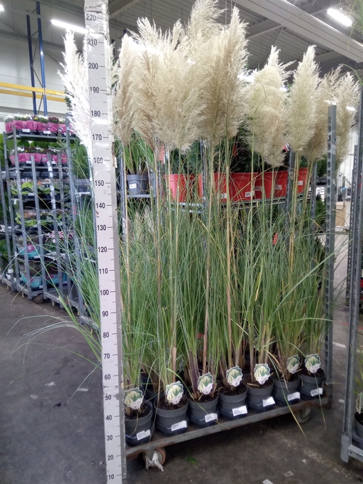 <h4>Cortaderia sell. 'Pumila'</h4>