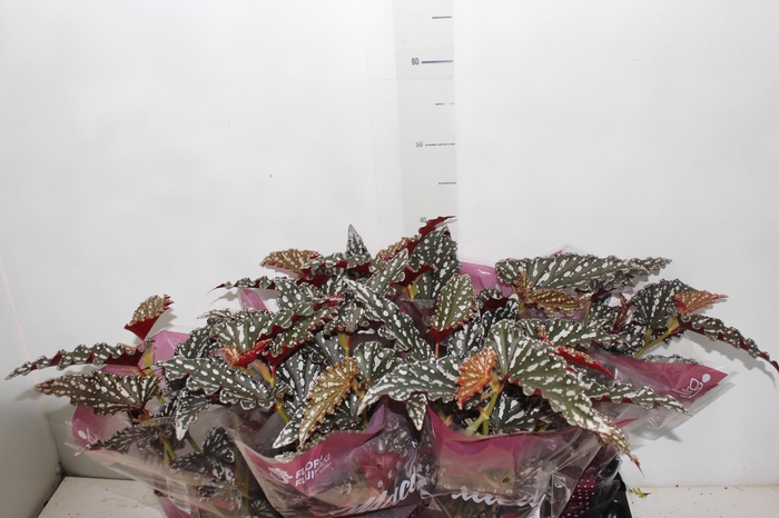 <h4>BEGONIA MACULATA SPOTLIGHT DARK P13</h4>