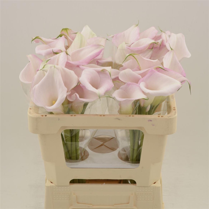 <h4>Calla Sweet Art | Heavy Quality</h4>