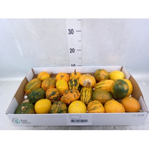 Cucurbita pepo 'Hard Warties' ..mix