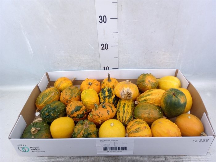 Cucurbita pepo 'Hard Warties' ..mix