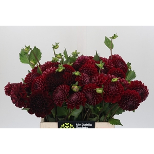 Dahlia BA 'Cornel'