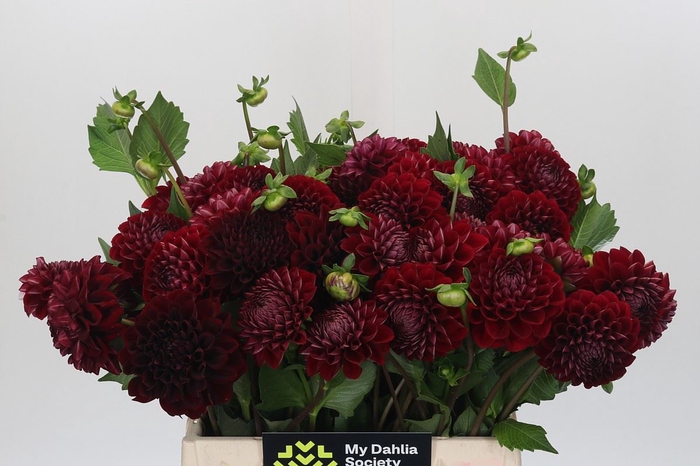 <h4>Dahlia BA 'Cornel'</h4>