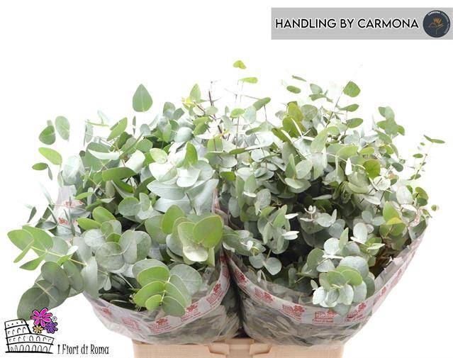 <h4>EUCALYPTUS CINEREA 200 GR.</h4>