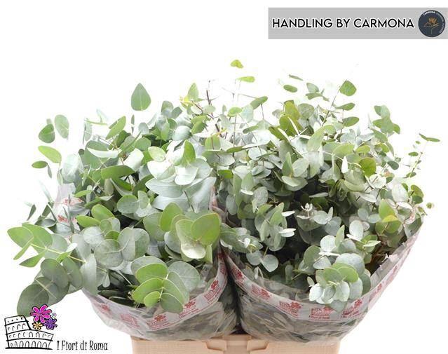 <h4>EUCALYPTUS CINEREA 200 GR.</h4>