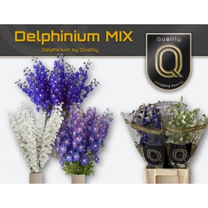 DELPH DU GEM FUST 70CM MIX