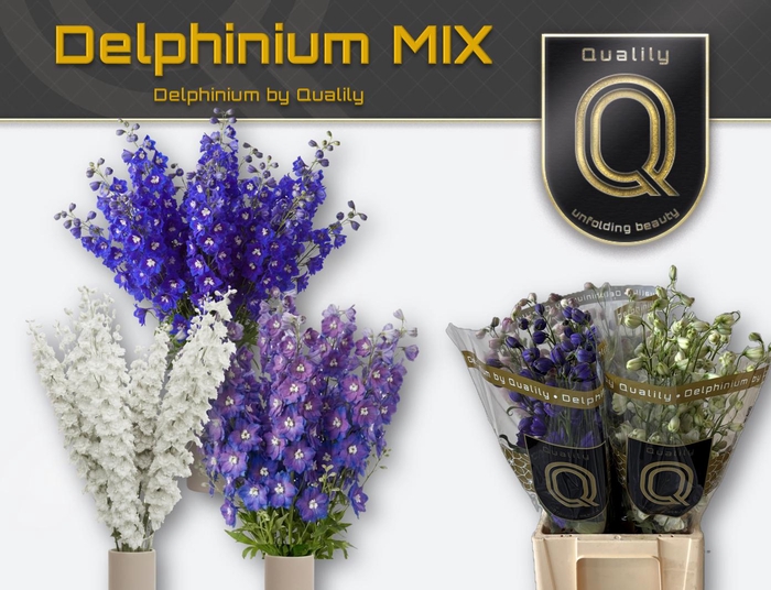 <h4>DELPH DU GEM FUST 70CM MIX</h4>