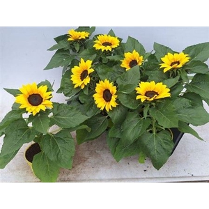 Helianthus annuus 'Sunsation'