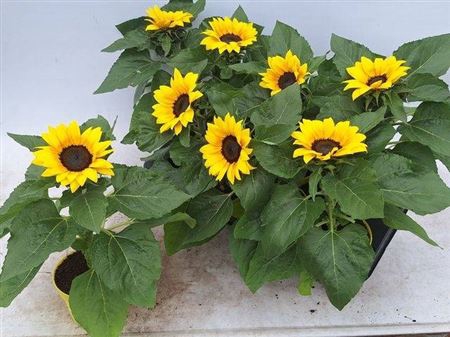 <h4>Helianthus annuus 'Sunsation'</h4>