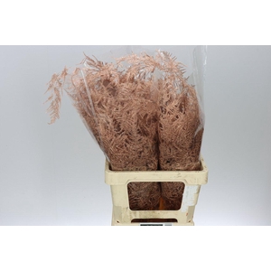 Asparagus Extra Veren Copper X50