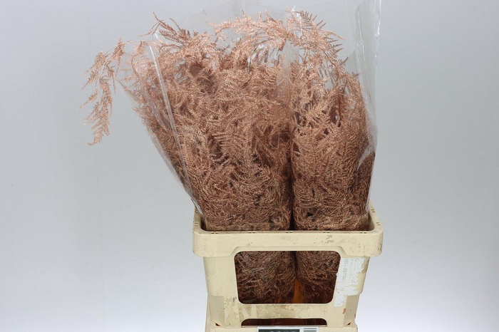 <h4>Asparagus Extra Veren Copper X50</h4>