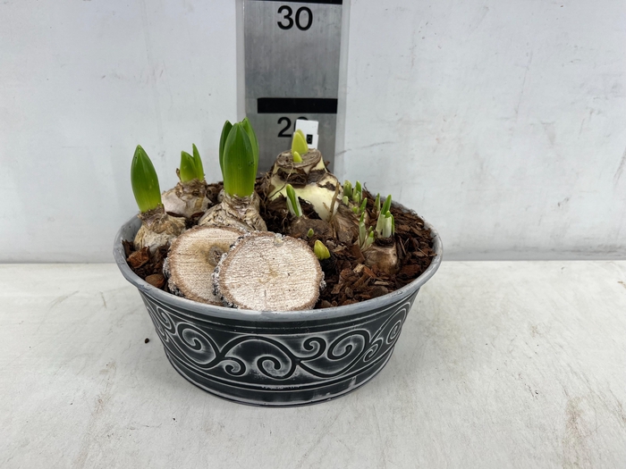 <h4>ARR BOL KNOLGEWAS</h4>