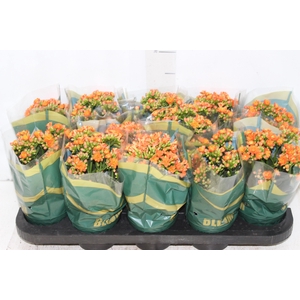 KALANCHOE DOBRADO P11 LARANJA