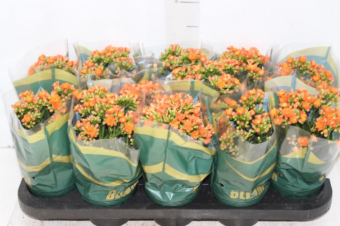 <h4>KALANCHOE DOBRADO P11 LARANJA</h4>