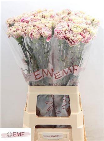 <h4>Di St Antigua</h4>