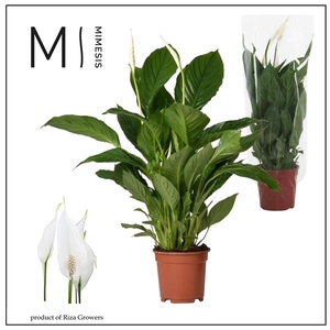 Spathiphyllum 'Vivaldi'
