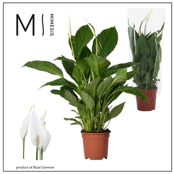 <h4>Spathiphyllum 'Vivaldi'</h4>