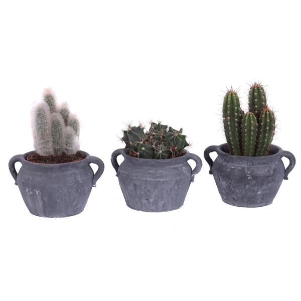 <h4>Cactus mix 12 cm in el teide kruik</h4>