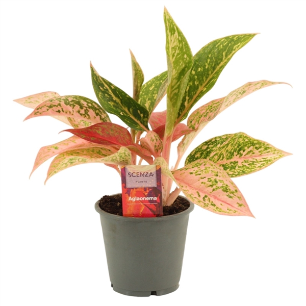<h4>Aglaonema Prestige 12 cm</h4>