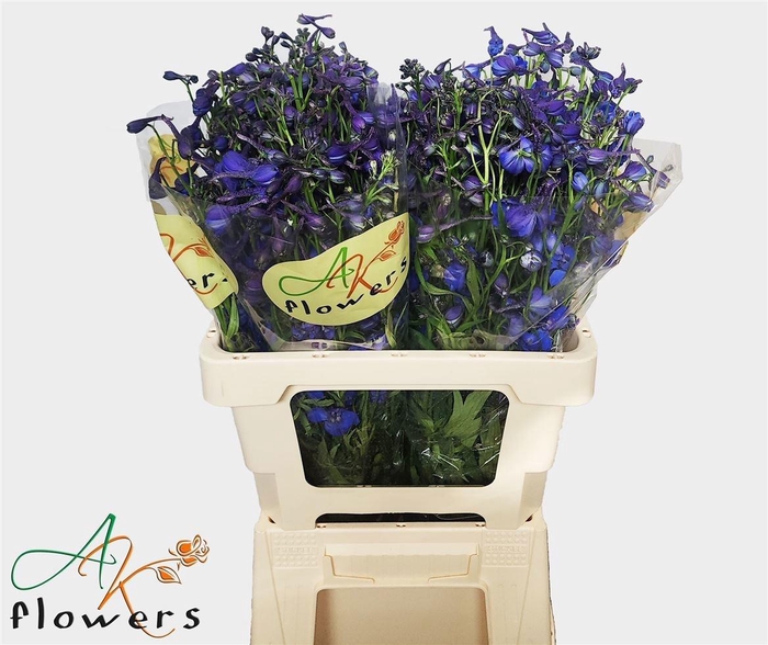 <h4>DELPH EN DONNA</h4>