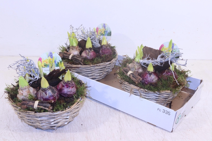 <h4>ARR BOL KNOLGEWAS</h4>