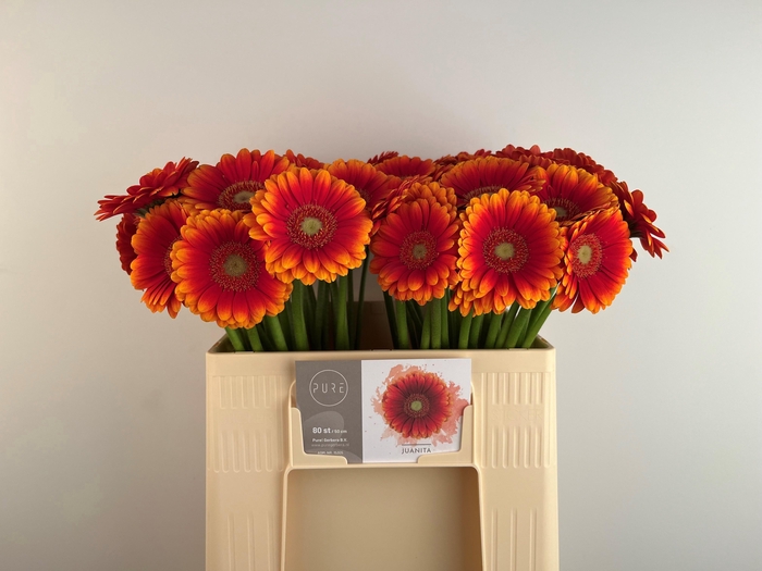 <h4>GE MI JUANITA</h4>