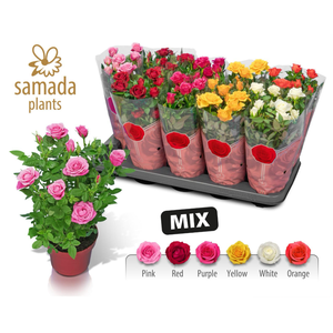 Rosa Star Roses gemengd 4 soorten