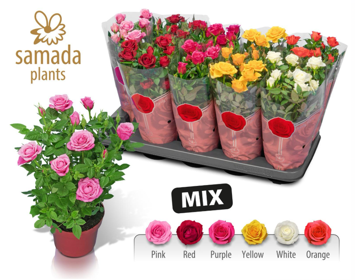 <h4>Rosa Star Roses gemengd 4 soorten</h4>