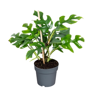 Monstera Minima 14cm