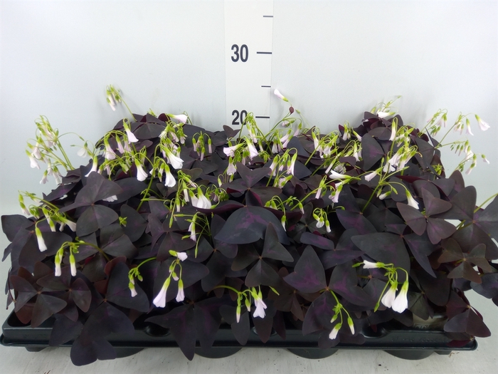 <h4>Oxalis trian.</h4>