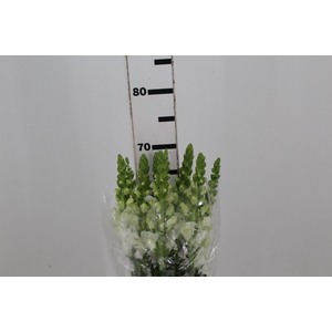BOCA DE LEAO POTOMAC WHITE 070 CM