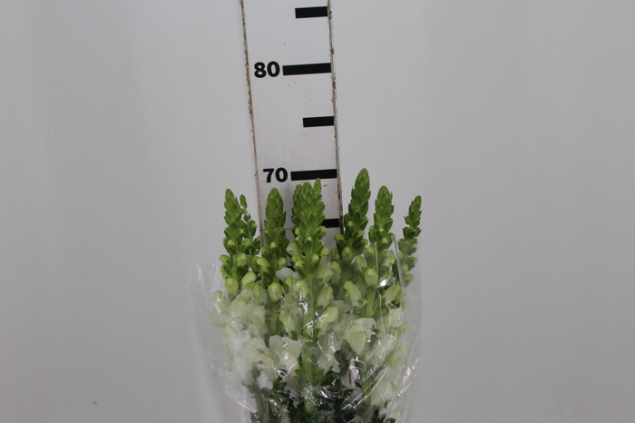 <h4>BOCA DE LEAO POTOMAC WHITE 070 CM</h4>