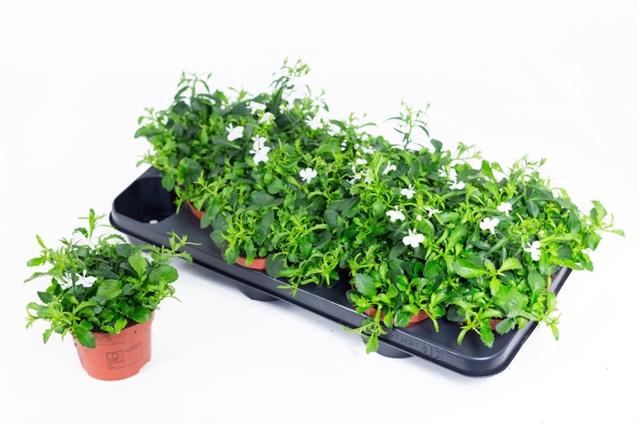 <h4>Lobelia erin. 'LagunTrail White'</h4>