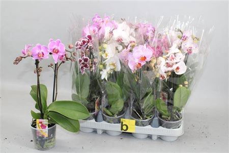 Phal Gem