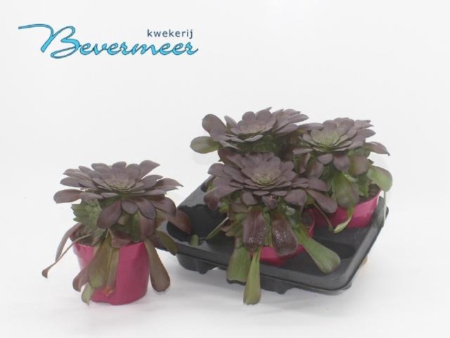 <h4>AEONIUM AB VELOURS</h4>
