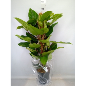 Philodendron  'Emerald Queen'