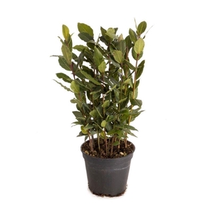 Laurus nobilis