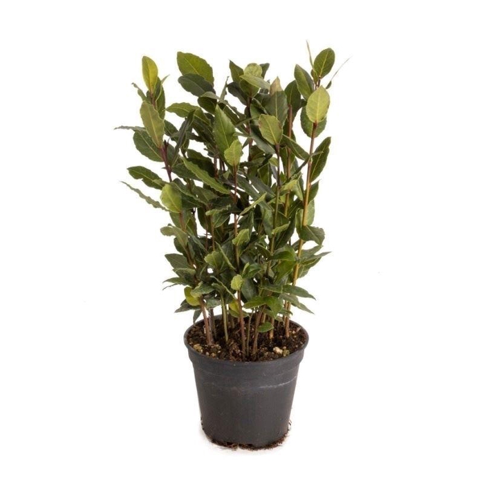 <h4>Laurus nobilis</h4>